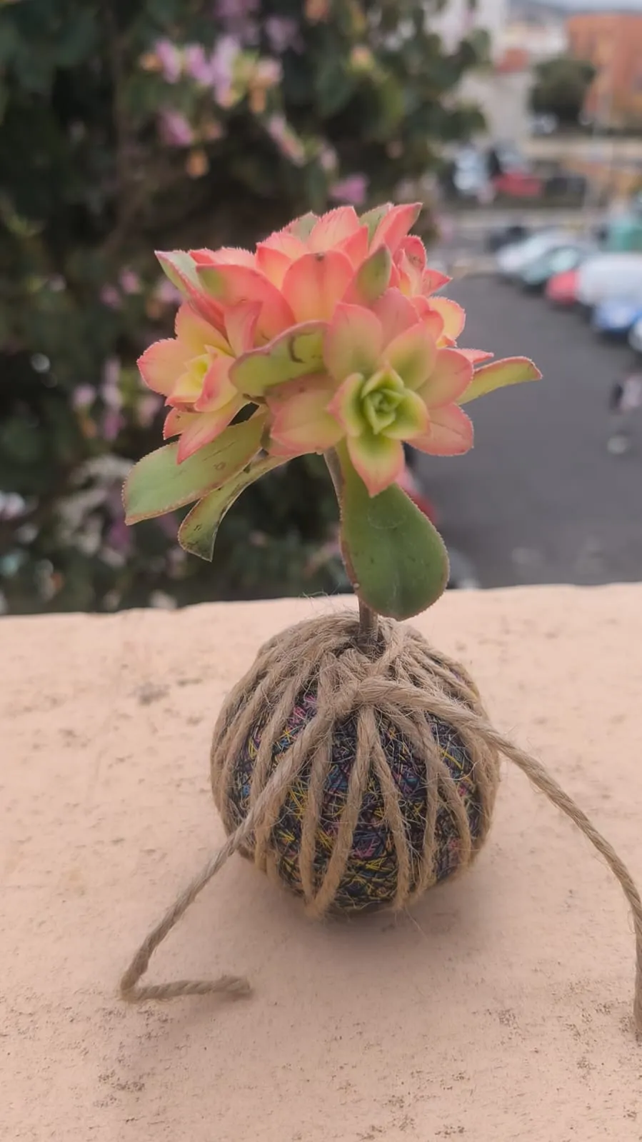 Kokedama Suculenta