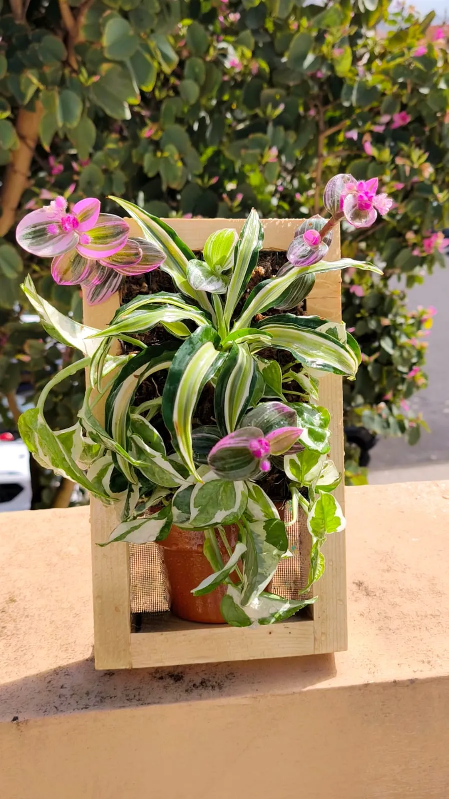 Marco Botanical